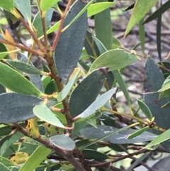 Eucalyptus stellulata (Black Sally) at Latham, ACT - 24 Nov 2021 by Tapirlord