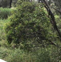 Eucalyptus stellulata at Umbagong District Park - 25 Nov 2021 09:14 AM