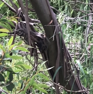 Eucalyptus stellulata at Umbagong District Park - 25 Nov 2021 09:14 AM