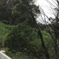 Eucalyptus stellulata at Umbagong District Park - 25 Nov 2021