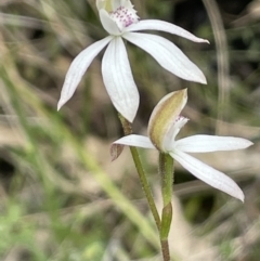 Caladenia moschata (Musky Caps) at Namadgi National Park - 23 Nov 2021 by JaneR