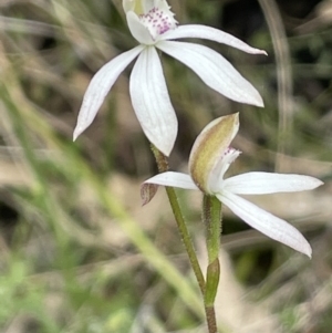 Caladenia moschata at Paddys River, ACT - 23 Nov 2021