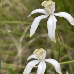 Caladenia moschata at Paddys River, ACT - suppressed