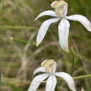 Caladenia moschata at Paddys River, ACT - suppressed