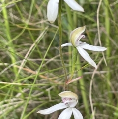 Caladenia moschata at Paddys River, ACT - 23 Nov 2021