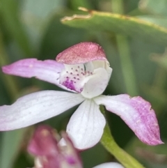 Caladenia moschata (Musky Caps) at Namadgi National Park - 23 Nov 2021 by JaneR