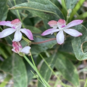 Caladenia moschata at Paddys River, ACT - suppressed