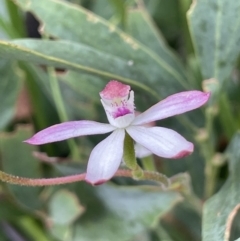 Caladenia moschata at Paddys River, ACT - suppressed