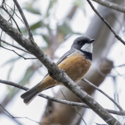 Pachycephala rufiventris (Rufous Whistler) at Bundanoon, NSW - 23 Nov 2021 by Aussiegall