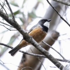 Pachycephala rufiventris at Bundanoon, NSW - 23 Nov 2021