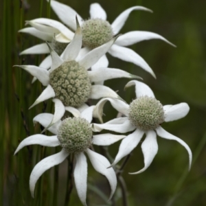 Actinotus helianthi at Bundanoon, NSW - suppressed