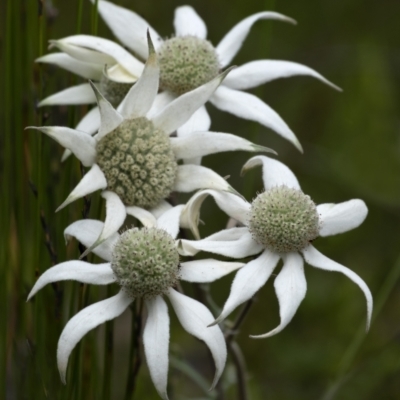 Actinotus helianthi (Flannel Flower) at Wingecarribee Local Government Area - 23 Nov 2021 by Aussiegall