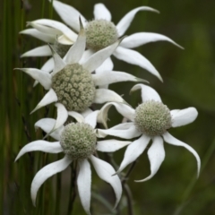 Actinotus helianthi (Flannel Flower) at Morton National Park - 23 Nov 2021 by Aussiegall