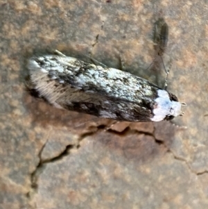 Endrosis sarcitrella at Jerrabomberra, NSW - 25 Nov 2021