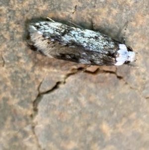 Endrosis sarcitrella at Jerrabomberra, NSW - 25 Nov 2021