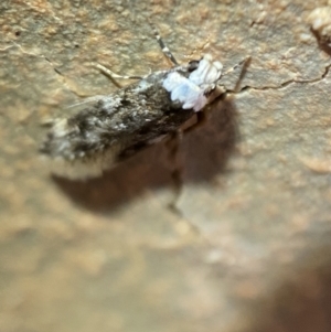 Endrosis sarcitrella at Jerrabomberra, NSW - 25 Nov 2021