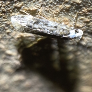 Endrosis sarcitrella at Jerrabomberra, NSW - 25 Nov 2021