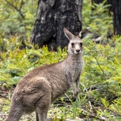 Macropus giganteus (Eastern Grey Kangaroo) at Wingecarribee Local Government Area - 23 Nov 2021 by Aussiegall