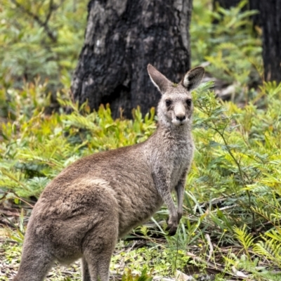 Macropus giganteus (Eastern Grey Kangaroo) at Bundanoon, NSW - 23 Nov 2021 by Aussiegall