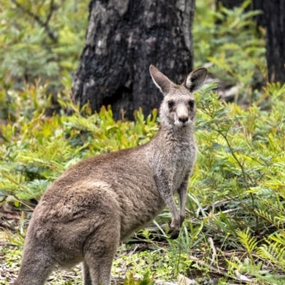 Macropus giganteus (Eastern Grey Kangaroo) at Wingecarribee Local Government Area - 23 Nov 2021 by Aussiegall