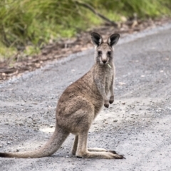 Macropus giganteus at Bundanoon, NSW - 23 Nov 2021