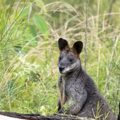 Wallabia bicolor (Swamp Wallaby) at Morton National Park - 23 Nov 2021 by Aussiegall