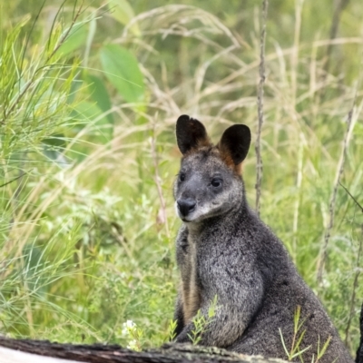 Wallabia bicolor (Swamp Wallaby) at Wingecarribee Local Government Area - 23 Nov 2021 by Aussiegall