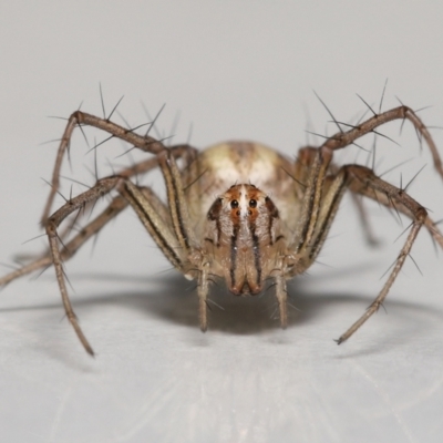Oxyopes (genus) (Lynx spider) at Evatt, ACT - 25 Nov 2021 by TimL