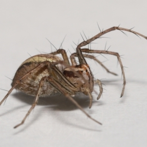 Oxyopes sp. (genus) at Evatt, ACT - 25 Nov 2021