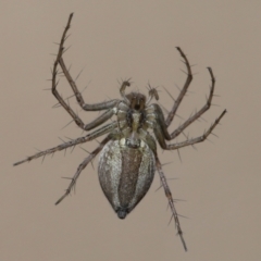 Oxyopes sp. (genus) at Evatt, ACT - 25 Nov 2021 01:29 PM