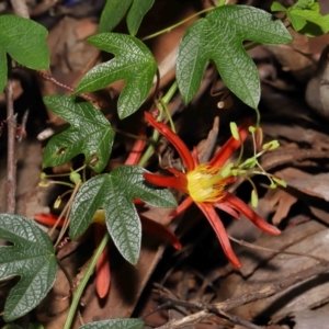 Passiflora cinnabarina at Acton, ACT - 31 Oct 2021 12:36 PM