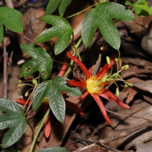 Passiflora cinnabarina at Acton, ACT - 31 Oct 2021