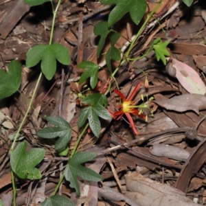 Passiflora cinnabarina at Acton, ACT - 31 Oct 2021