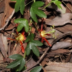 Passiflora cinnabarina at Acton, ACT - 31 Oct 2021 12:36 PM