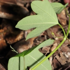 Passiflora cinnabarina at Acton, ACT - 31 Oct 2021 12:36 PM