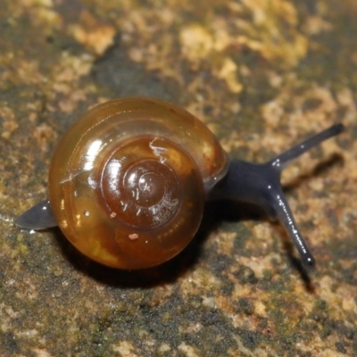 Oxychilus alliarius (Garlic Snail) at Acton, ACT - 7 Nov 2021 by TimL