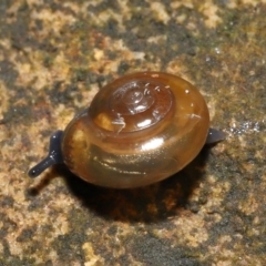 Oxychilus alliarius at Acton, ACT - 7 Nov 2021