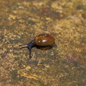 Oxychilus alliarius at Acton, ACT - 7 Nov 2021