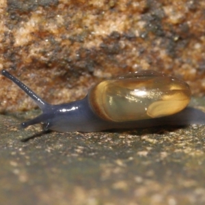 Oxychilus alliarius at Acton, ACT - 7 Nov 2021