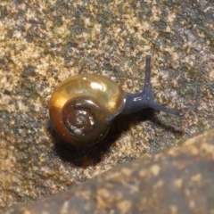 Oxychilus alliarius at Acton, ACT - 7 Nov 2021