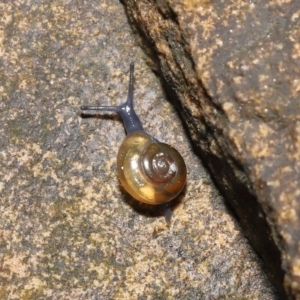 Oxychilus alliarius at Acton, ACT - 7 Nov 2021