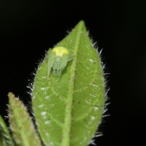 Araneus sp. (genus) at Evatt, ACT - 14 Sep 2021