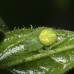 Araneus sp. (genus) at Evatt, ACT - 14 Sep 2021