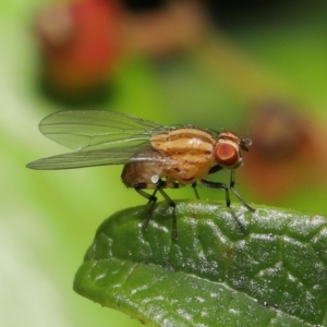 Sapromyza brunneovittata at Evatt, ACT - 1 Nov 2021 10:06 AM