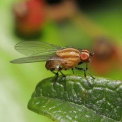 Unidentified True fly (Diptera) (TBC) at Evatt, ACT - 31 Oct 2021 by TimL