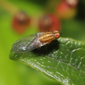 Sapromyza brunneovittata at Evatt, ACT - 1 Nov 2021 10:06 AM