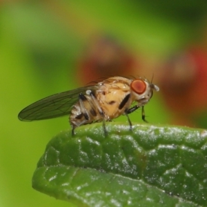 Sapromyza brunneovittata at Evatt, ACT - 1 Nov 2021