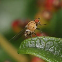 Sapromyza brunneovittata at Evatt, ACT - 1 Nov 2021