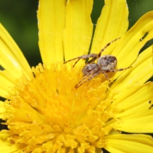 Salsa fuliginata at Evatt, ACT - 2 Nov 2021 02:36 PM