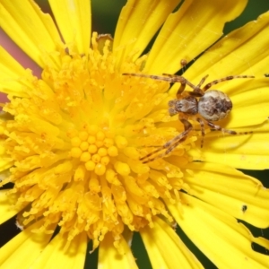 Salsa fuliginata at Evatt, ACT - 2 Nov 2021 02:36 PM